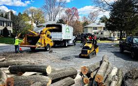 How Our Tree Care Process Works  in  Sands Point, NY